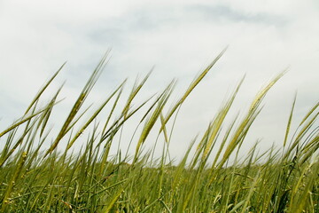Fototapeta premium Grass and rye in the wind on a winter cloudy day