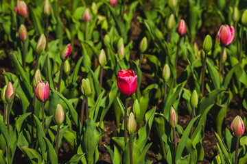 tulips flowers  in the garden in a summer day
