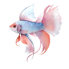 Fighting Fish Hand drawn sketch and watercolor illustrations. Watercolor painting Fighting Fish. Fighting Fish Illustration isolated on white background. Betta fish.