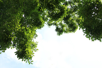 Background of a green blooming tree