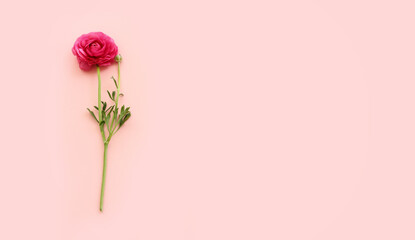 Top view image of pink flowers composition over pastel background