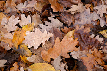 red, orange foliage, Quercus palustris, Autumn in garden, nature protection, pattern, texture from many brown, pink, orange, yellow, red leaves, good weather, hello autumn