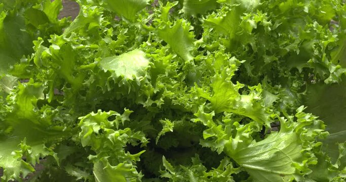 Curly endive (Cichorium endivia) also known as frisee. Fresh leafy vegetable background. Table spin.