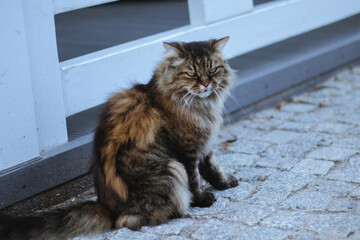 Portrait of a Siberian cat on the street