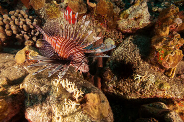 Marine Life Underwater