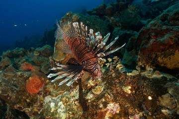 Marine Life Underwater