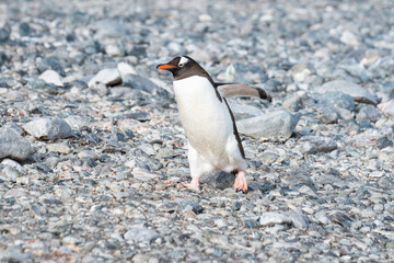 Naklejka premium Gentoo penguin walking on a rocky beach. Antarctic Peninsula