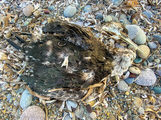 Died bird body on the beach, Birds can be attacked by humans or animals, unable to tolerate hunger because of the environmental and changing nature