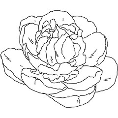 Peony flower blooming line art. Hand drawn realistic detailed vector illustration. Black and white clipart.