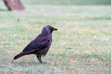 Close-up of a smart hooded crow on the short cut grass in an old English cemetery, the crow's gaze...