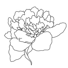 Peony flower blooming line art. Hand drawn realistic detailed vector illustration. Black and white clipart.