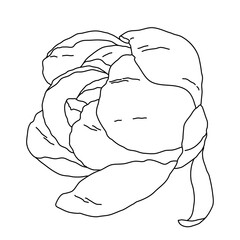 Peony flower blooming line art. Hand drawn realistic detailed vector illustration. Black and white clipart.