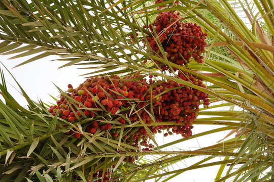 Red ripe dates fruits on dates palm tree