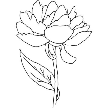 Peony flower in bloom on stem line art. Hand drawn realistic detailed vector illustration. Black and white clipart.