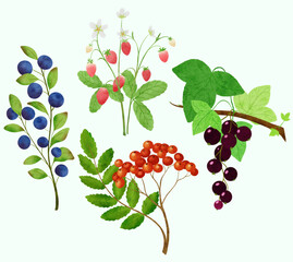 berry branch