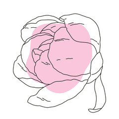 Peony flower in bloom line art with pink shape. Hand drawn realistic detailed vector illustration. Black line on pink abstract organic shape clipart.