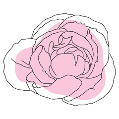 Peony flower in bloom line art with pink shape. Hand drawn realistic detailed vector illustration. Black line on pink abstract organic shape clipart.