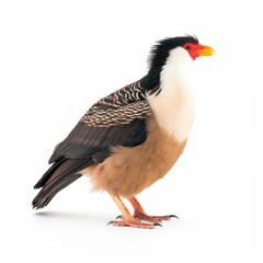Obraz premium Crested caracara bird isolated on white. Generative AI