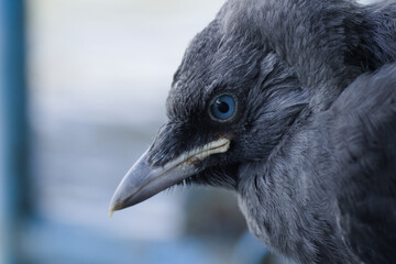 Jackdaw chick closeup. Jackdaw with blue eyes face to face.