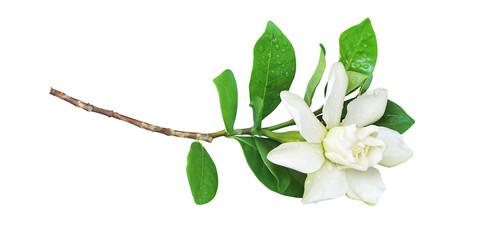 Blooming White Gardenia jasminoides or Cape Jasmine Flower, Bud