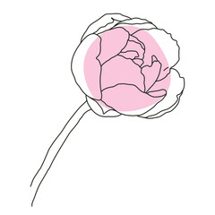 Peony flower in bloom line art with pink shape. Hand drawn realistic detailed vector illustration. Black line on pink abstract organic shape clipart.