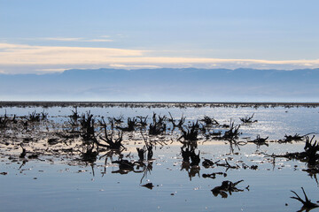 The reflection of the sky in the Miankaleh Wetland in Iran and the remnants of dried plants.