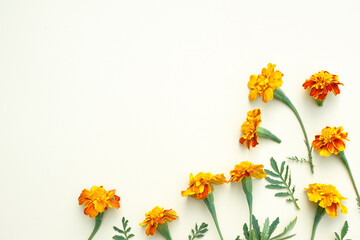 Corner of Marigold (Tagetes) flowers with leaves on a beige background with space for text. Top view, flat lay.