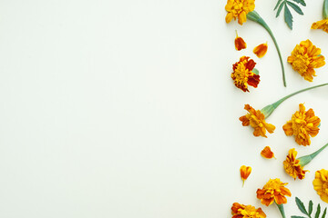 Autumn composition background . Vertical string of tagetes flowers on white paper .Top view, copy space, flat lay .