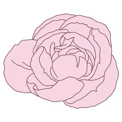 Peony flower blooming line filled pink color illustration. Hand drawn realistic detailed vector illustration clipart.