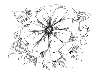 Flower. Floral composition. Line drawing of flowers. Wildflowers