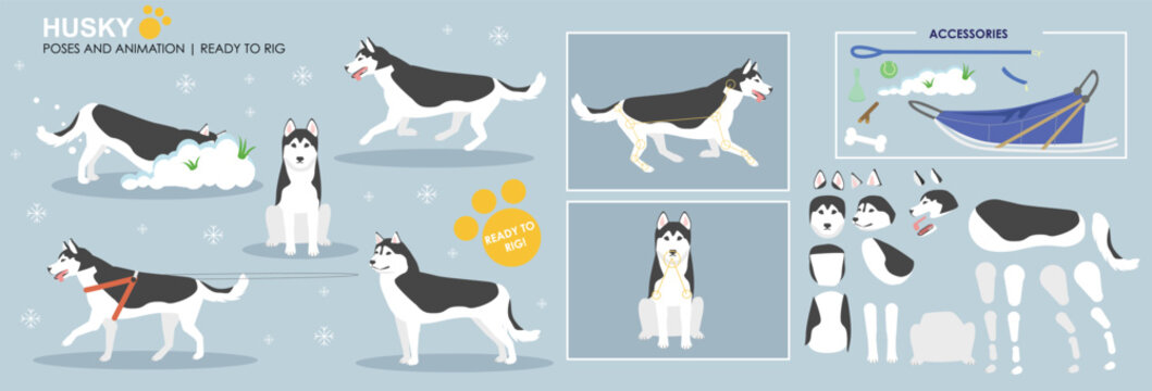 Cute Husky dog character ready to animate and Rig, collection of multiple poses and angles. Husky dog sled, running, sitting, digging. 