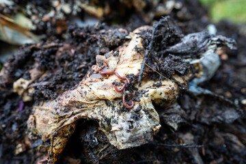 soil fungi storing carbon through carbon sequestration on a farm, receiving carbon credits