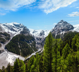 Fototapeta na wymiar Summer Stelvio Pass with fir forest and snow on mountainside (Italy)