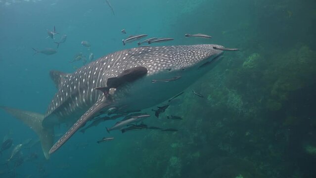 Whale shark (Rhincodon typus) swims slowly along a shallow reef, viewed from the right side. A large dark remora is attached near the right side of its head.