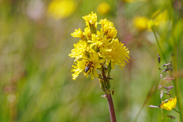 Leafless hawk's-beard flower and a Black-striped longhorn beetle