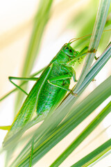 Tettigonia viridissima. Great green bush-cricket. Female Nymph sitting on grass. long horned grasshoppers insect. large species of katydid or bush-cricket. Scientific Tettigoniidae