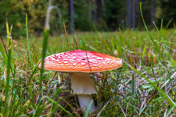 Fly agaric mushroom in the grass on a meadow