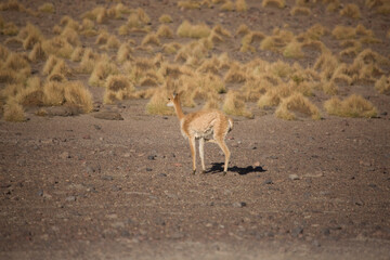 Vicuna on a sunny winter day