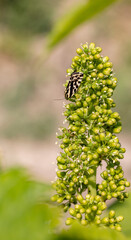 Aphid rhubarb (viteus vitifoliae) improperly called before Phyloxera on vine leaves