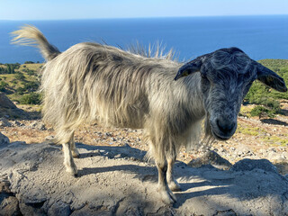 Obraz premium A goat roaming freely in the Pınarbaşı Çınaraltı region of Gökçeada asks tourists for tea and sugar.Çanakkale, Turkey