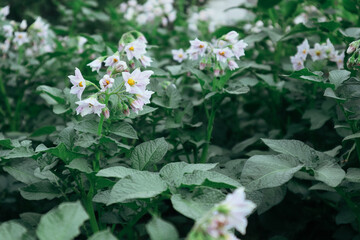 Flowering potato. Potato flowers blossom in sunlight grow in plant. White flower of blooming potato plant. Organic potato blossoms in the garden
