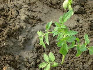Tomato bushes in greenhouse. Concept of farming and planting. Gardening, farming, horticulture of vegetable crops.