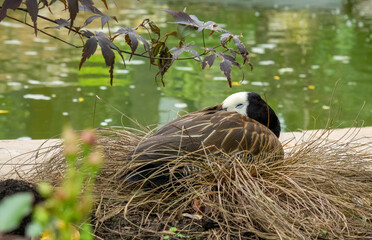 White faced whistling duck sleeping in nest beside water