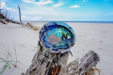 The beautiful, iridescent rainbow abalone (Haliotis iris). The view on sea snail's shell on the...