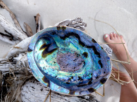 The beautiful, iridescent rainbow abalone (Haliotis iris). Top view on sea snail's shell on the light sand.