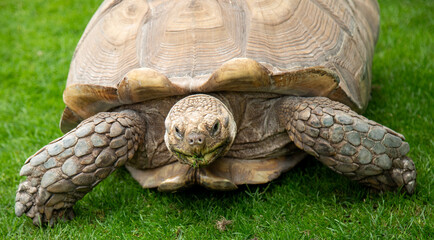 Ancient tortoise eating grass