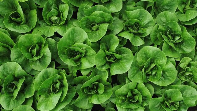 Green organic salad Romaine lettuce close-up rotation background. Greens
