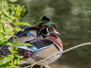 Close-up of a beautiful male of bride duck (Aix sponsa)