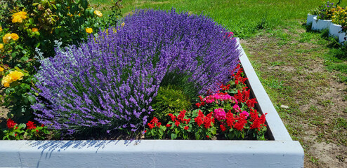 A beautiful flowerbed with tall lilac lavender bushes.