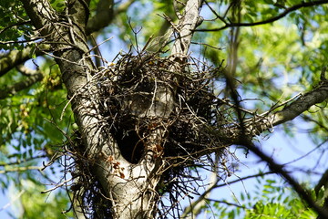 This year's nest of a buzzard, Common buzzard (Buteo buteo) Accipitridae family. Hanover-Burg, Germany
